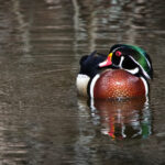 2025009期福彩开奖结果最新公布,快来看看你中奖了吗? 1mvo63