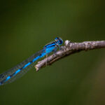 2023年世界乒乓球锦标赛全程高清直播 ramnw