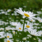 2024巴黎奥运会完整赛程直播时间表 y2qqy3